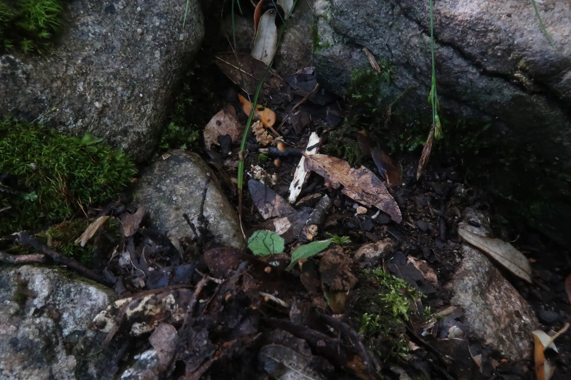 Marasmius buxi - 1 - IMG_6921